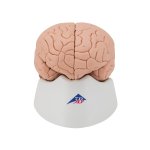 Gehirn-Modell, 4-tlg - 3B Smart Anatomy