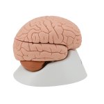 Gehirn-Modell, 4-tlg - 3B Smart Anatomy