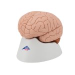 Brain Model, 4 part - 3B Smart Anatomy