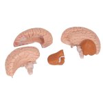Brain Model, 4 part - 3B Smart Anatomy