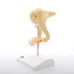 Ossicle Model BONElike, 20x magnified - 3B Smart Anatomy