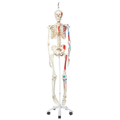 Skelett-Modell "Max" mit Muskelbemahlung, hängend - 3B Smart Anatomy