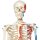 Skeleton Model Max with Painted Muscles on Hanging Stand - 3B Smart Anatomy