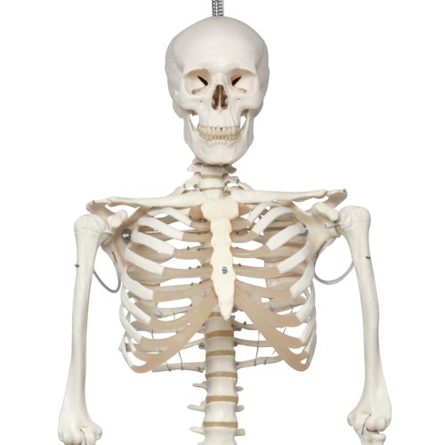 Skelett-Modell "Phil", physiologisch, hängend - 3B Smart Anatomy