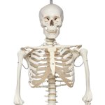 Skelett-Modell &quot;Phil&quot;, physiologisch, h&auml;ngend - 3B Smart Anatomy
