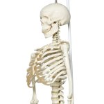 Skelett-Modell &quot;Phil&quot;, physiologisch, h&auml;ngend - 3B Smart Anatomy