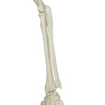 Skeleton Model Phil, Physiological on Hanging Stand - 3B Smart Anatomy