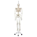 Skeleton Model Phil, Physiological on Hanging Stand - 3B Smart Anatomy