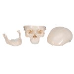 Mini Skull Model, 3-part - 3B Smart Anatomy