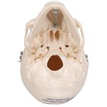 Mini Skull Model, 3-part - 3B Smart Anatomy