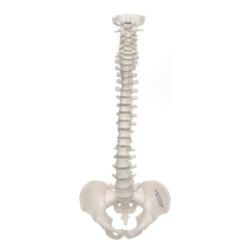 Mini Spine Model, Flexible with Pelvis - 3B Smart Anatomy