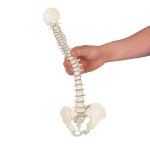 Mini Spine Model, Flexible with Pelvis - 3B Smart Anatomy