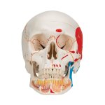 Skull Model painted, with Opened Lower Jaw, 3 part - 3B Smart Anatomy