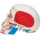 Skull Model painted, 3 part - 3B Smart Anatomy