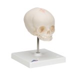 Foetal Skull Model, Natural Cast, 30th week of Pregnancy, on Stand - 3B Smart Anatomy