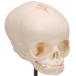 Fetus Sch&auml;del-Modell, auf Stativ - 3B Smart Anatomy