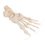 Foot Skeleton, Loosely Threaded on Nylon String- 3B Smart...