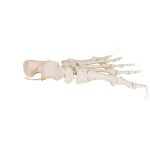 Fu&szlig;skelett-Modell lose auf Nylon gezogen - 3B Smart Anatomy