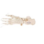 Foot Skeleton, Loosely Threaded on Nylon String- 3B Smart Anatomy
