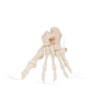 Foot Skeleton, Loosely Threaded on Nylon String- 3B Smart Anatomy