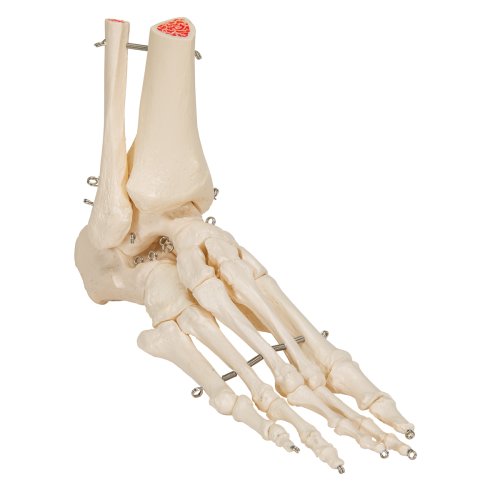 Fußskelett-Modell mit Schien- & Wadenbeinstumpf, auf Draht gezogen - 3B Smart Anatomy