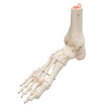 Fu&szlig;skelett-Modell mit Schien- &amp; Wadenbeinstumpf, auf Draht gezogen - 3B Smart Anatomy