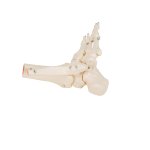 Fu&szlig;skelett-Modell mit Schien- &amp; Wadenbeinstumpf, auf Draht gezogen - 3B Smart Anatomy