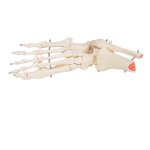 Foot &amp; Ankle Skeleton Model, Wire Mounted - 3B Smart Anatomy