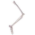 Leg with Foot Skeleton Model, Wire Mounted - 3B Smart Anatomy