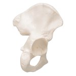 Hip Bone Model - 3B Smart Anatomy