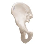 H&uuml;ftbein Knochen-Modell - 3B Smart Anatomy