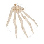 Hand Skeleton Model, Loosely on Nylon String - 3B Smart Anatomy
