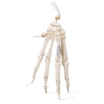 Hand Skeleton Model, Loosely on Nylon String - 3B Smart Anatomy