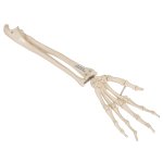Hand Skeleton Model with Ulna &amp; Radius, Elastic Mounted - 3B Smart Anatomy