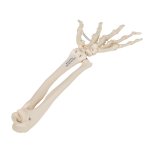 Hand Skeleton Model with Ulna &amp; Radius, Elastic Mounted - 3B Smart Anatomy
