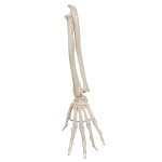 Hand Skeleton Model with Ulna & Radius, Elastic Mounted - 3B Smart Anatomy