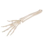 Hand Skeleton Model with Ulna & Radius, Elastic Mounted - 3B Smart Anatomy