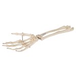 Hand Skeleton Model with Ulna &amp; Radius, Wire Mounted - 3B Smart Anatomy
