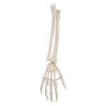 Hand Skeleton Model with Ulna &amp; Radius, Wire Mounted - 3B Smart Anatomy