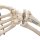 Hand Skeleton Model with Ulna & Radius, Wire Mounted - 3B Smart Anatomy