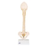 Childs Spine Model BONElike - 3B Smart Anatomy