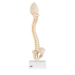 Childs Spine Model BONElike - 3B Smart Anatomy