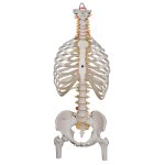 Wirbels&auml;ulen-Modell mit Brustkorb &amp; Oberschenkelst&uuml;mpfen - 3B Smart Anatomy