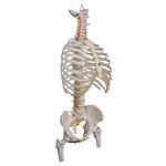 Spine Model, Flexible with Ribs &amp; Femur Heads - 3B Smart Anatomy