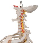 Wirbels&auml;ulen-Modell mit Brustkorb &amp; Oberschenkelst&uuml;mpfen - 3B Smart Anatomy
