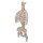 Spine Model, Flexible with Ribs & Femur Heads - 3B Smart Anatomy