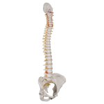 Spine Model, Flexible with Female Pelvis - 3B Smart Anatomy