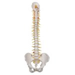 Spine Model, Flexible with Sacral Opening - 3B Smart Anatomy
