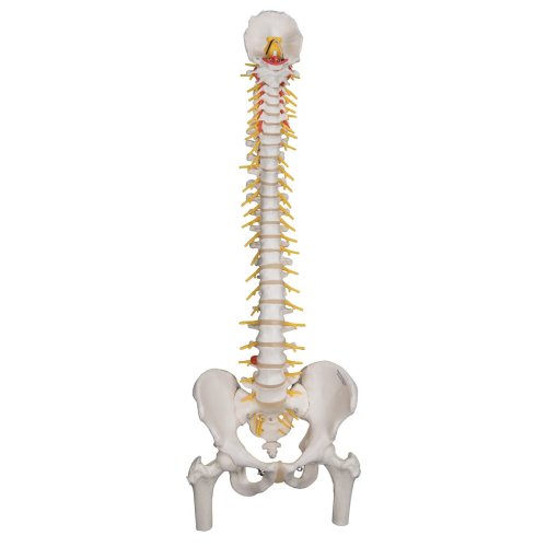 Spine Model, Flexible with Femur Heads & Sacral Opening - 3B Smart Anatomy