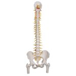 Spine Model, Flexible with Femur Heads &amp; Sacral Opening - 3B Smart Anatomy